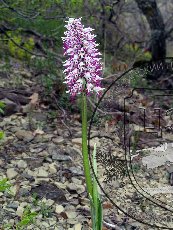 Ятрышник обезьяний 003